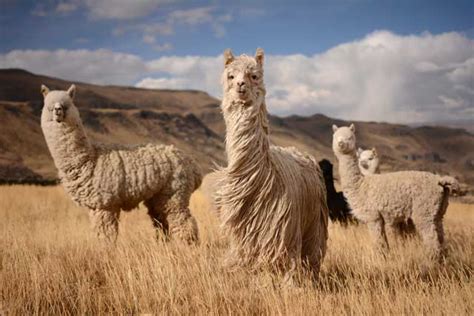  Alpaca: Un Tesoro Del Perù Perfetto per Tessuti di Lusso