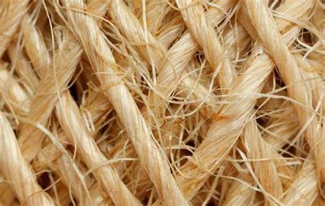  Cotone: Il Re delle Fibre Naturali per l'Abbigliamento Sostenibile e Innovativo!