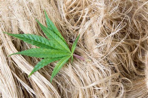  Hemp Fibra: Un Esplorazione Del Tessile Biodegradabile Per Un Futuro Sostenibile!