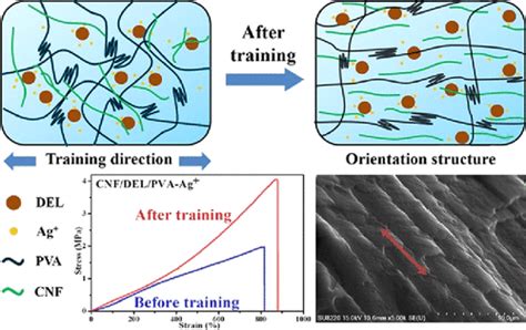  Lignin Nanofibrils: Unlocking Sustainable Strength for High-Performance Composites and Biocompatible Materials!