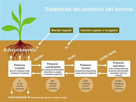 Potassio: Un Elemento Fondamentale per la Produzione di Batteri e Fertilizzanti!