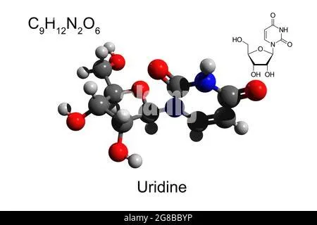 Uridina: Un'Esplorazione della Versatilità Industriale di questo Nucleosido Ribonucleico